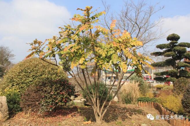 苗木非正常种植季节养护