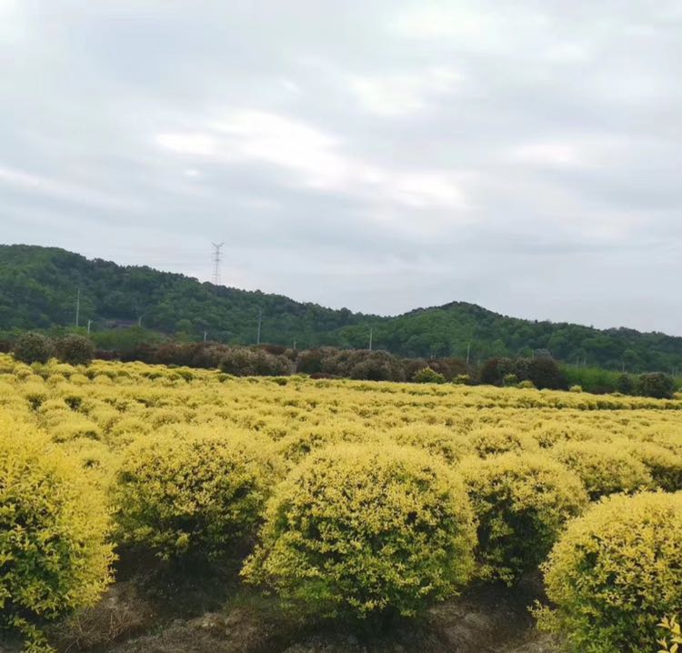 金禾女贞图片