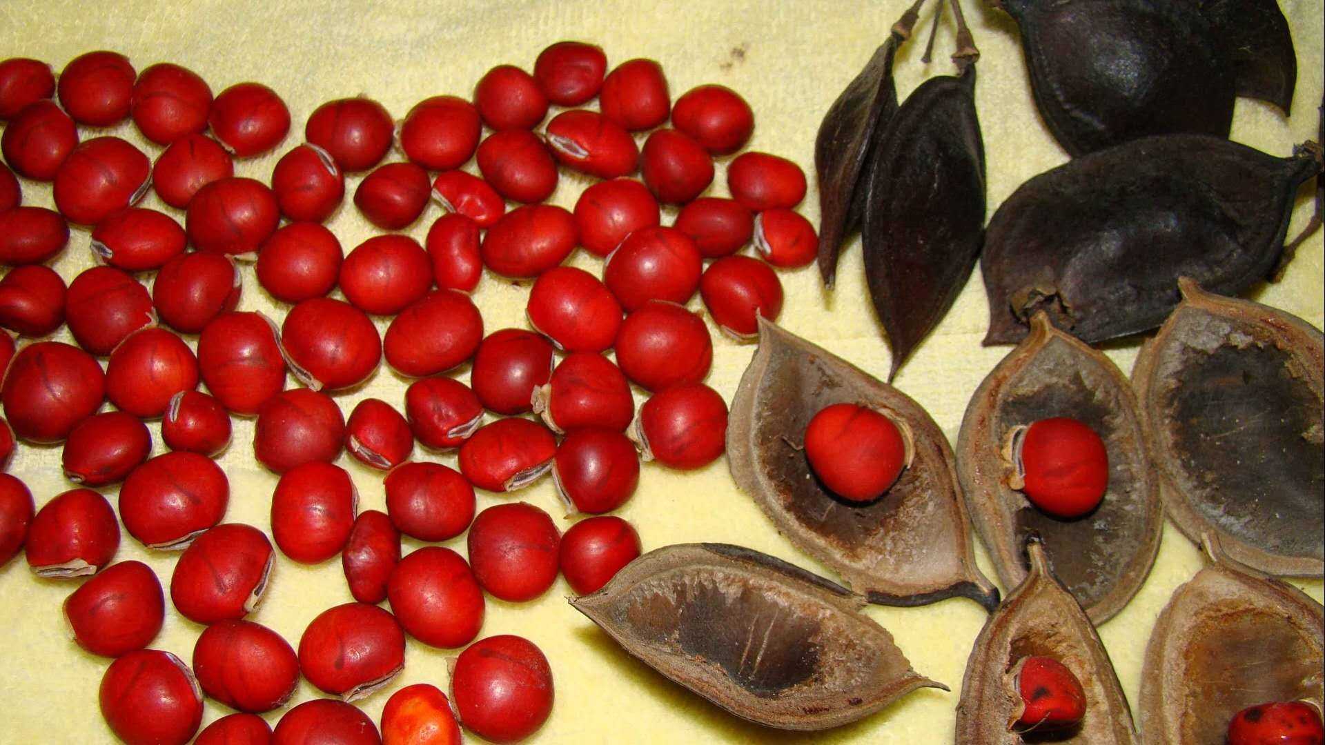 红豆树图片