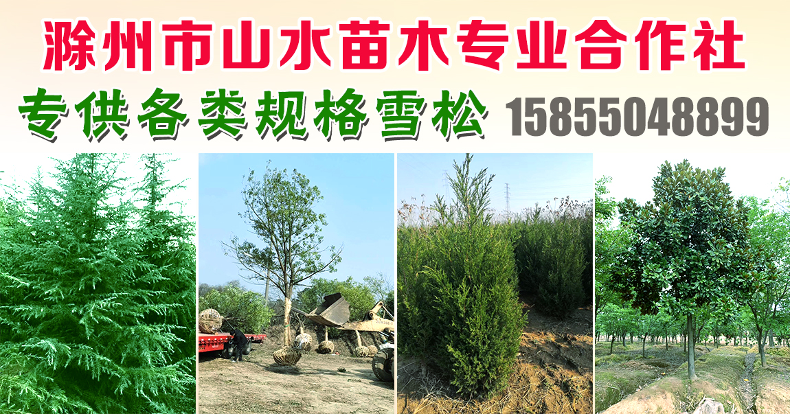 滁州市山水苗木专业合作社