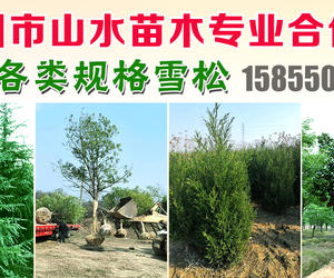滁州市山水苗木专业合作社