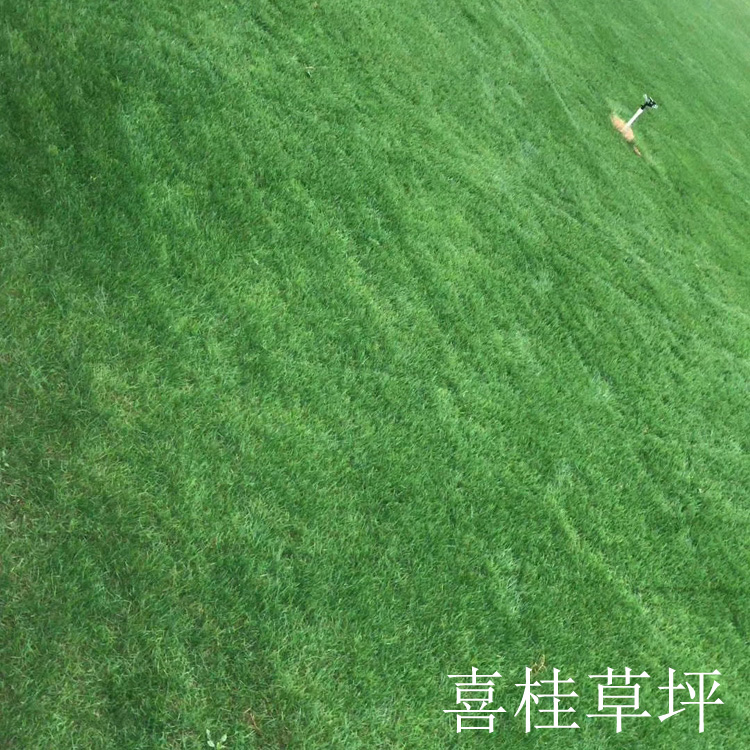 四季青图片
