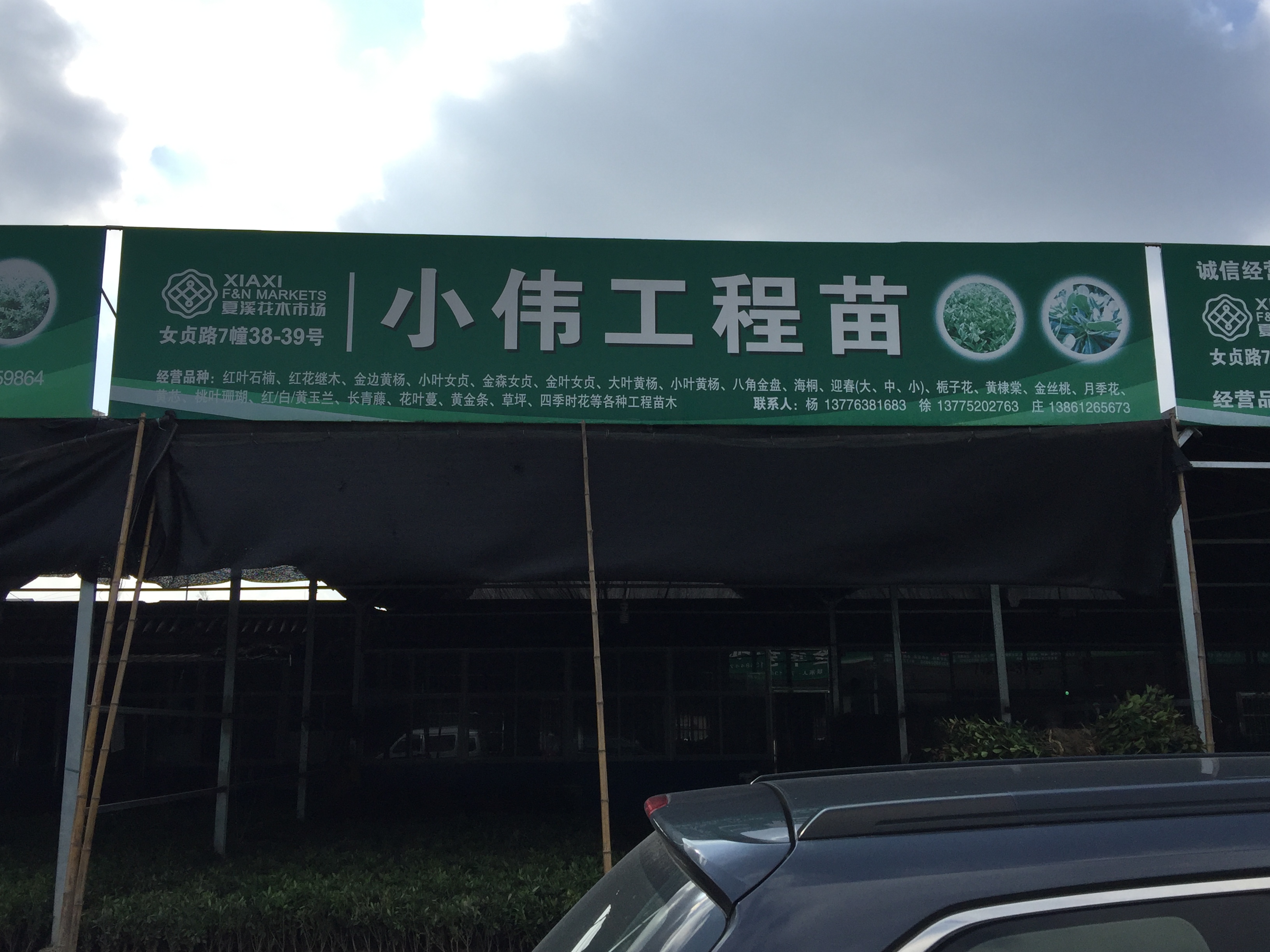 小伟工程苗