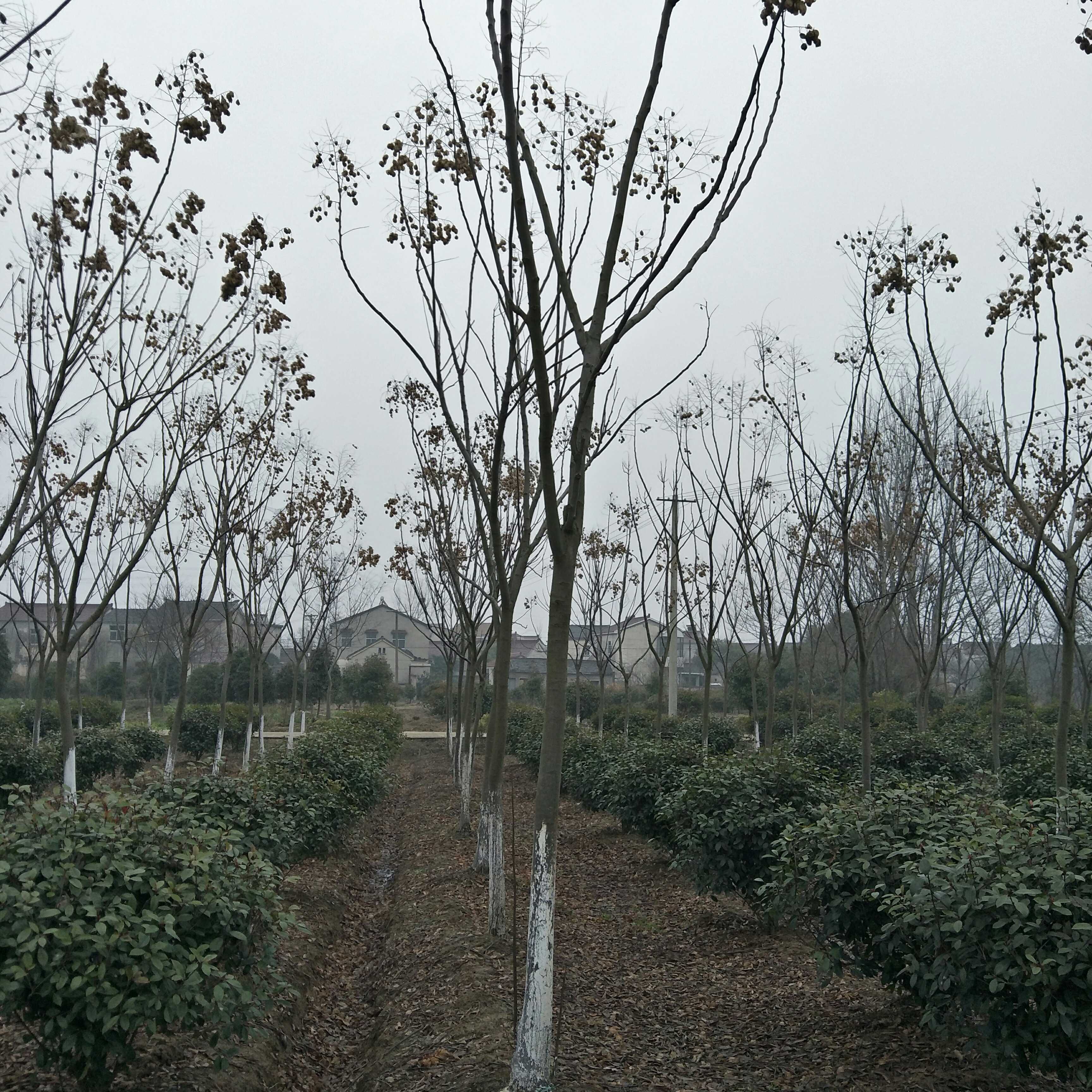 黄山栾树图片