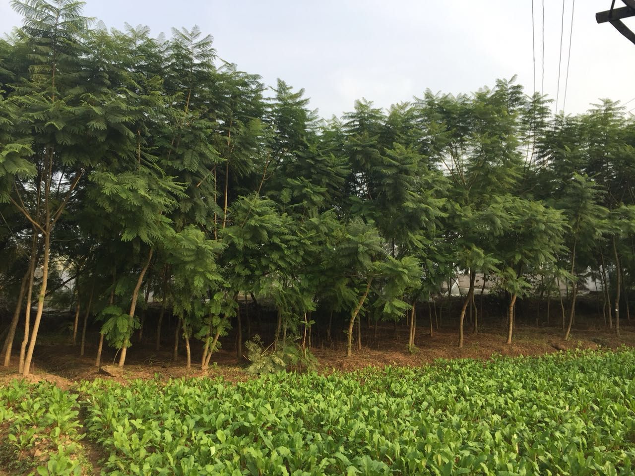 蓝花楹图片