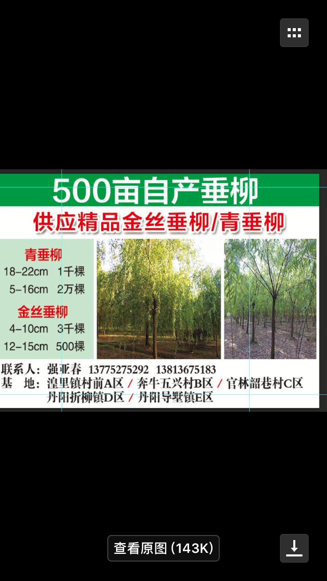 垂柳图片