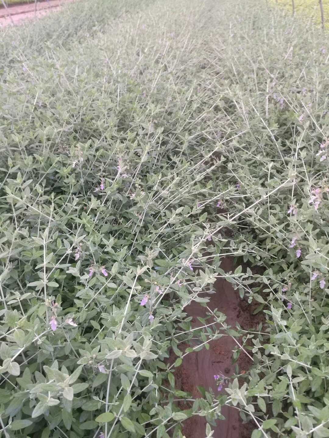 水果蓝图片
