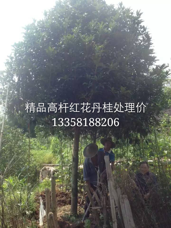 丹桂图片