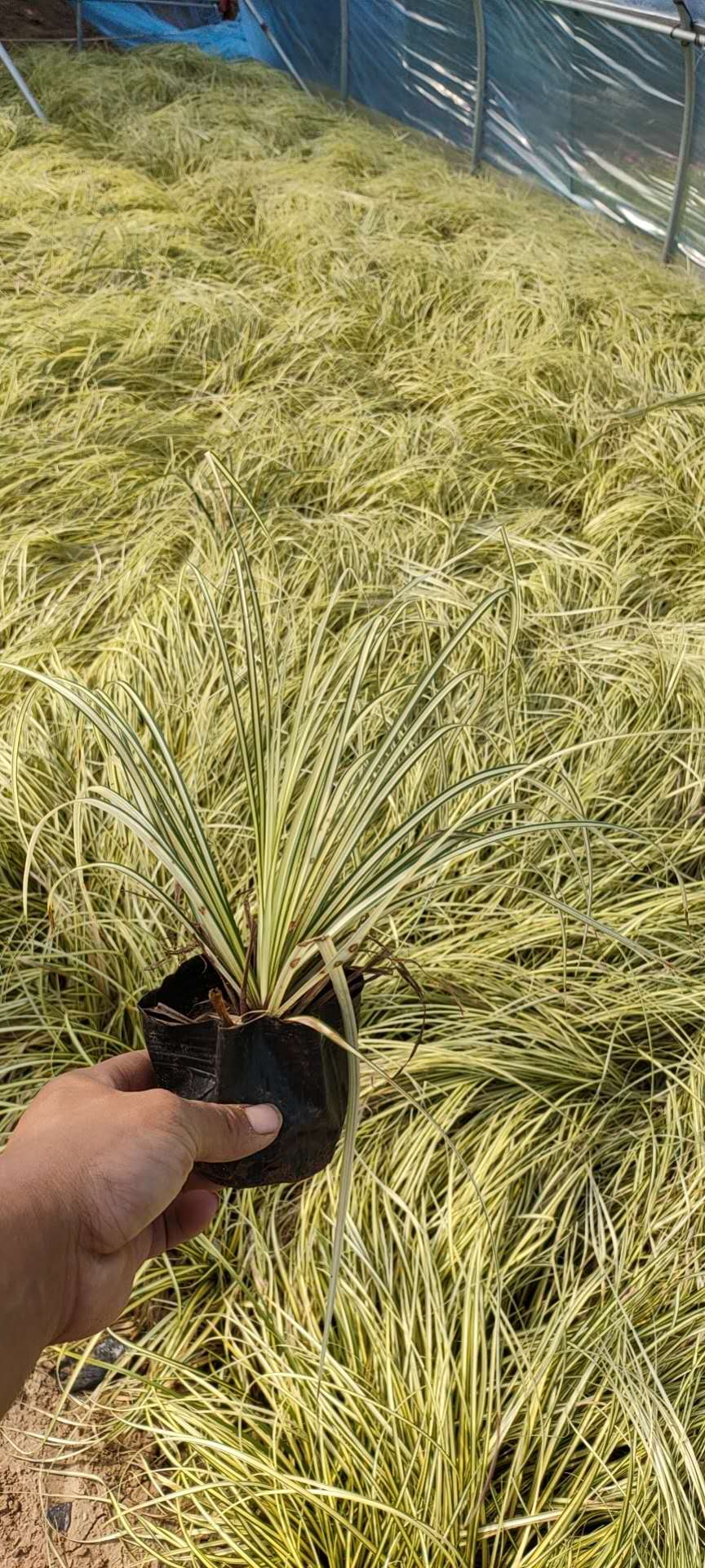 金叶苔草图片