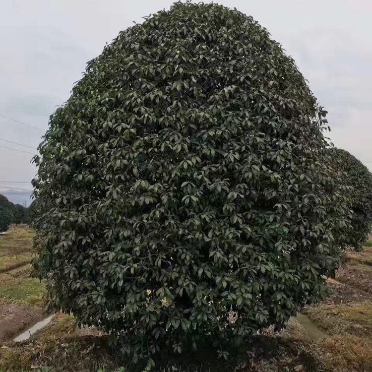 桂花图片