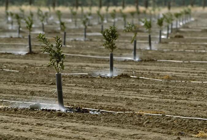 冬植养护：冬季植树造林技术要点，冬植有哪些优势？又有哪些注意事项？