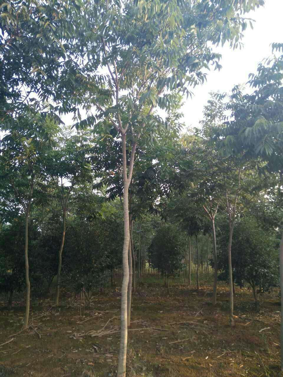 无患子图片