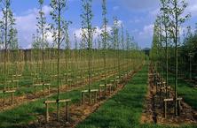 苗木养护：氮、磷、钾对苗木生长的作用，挑选适合的化肥，不再是难事~了解下！
