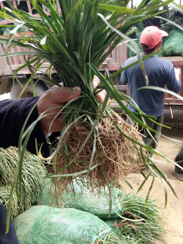 小叶麦冬草图片