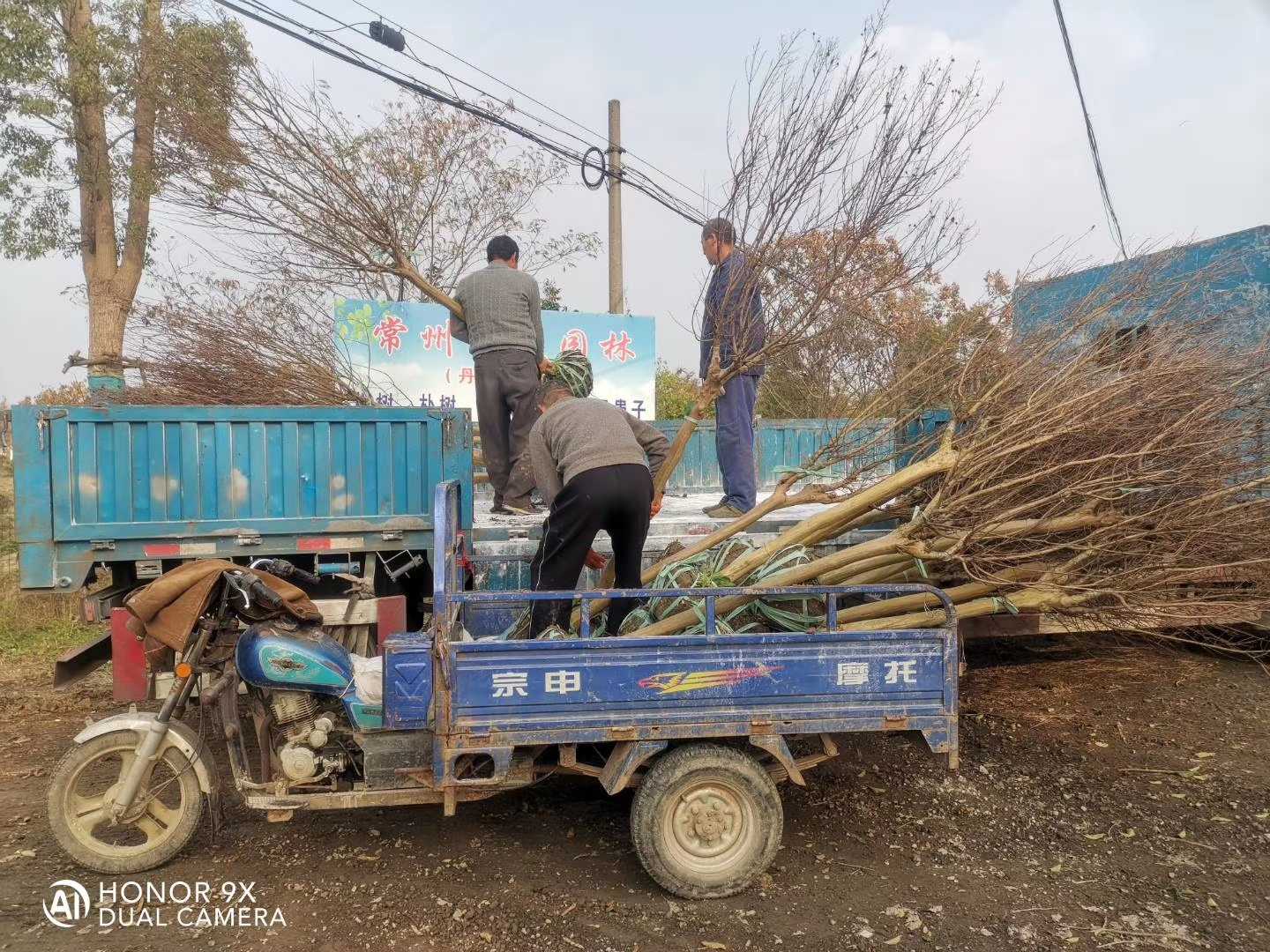 美国紫薇图片