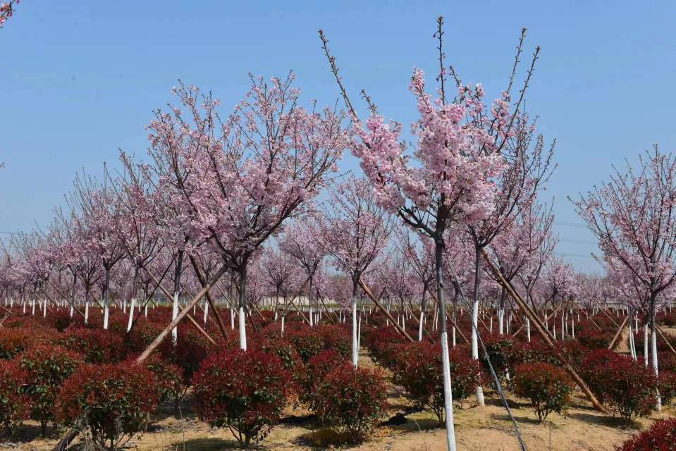 樱花图片