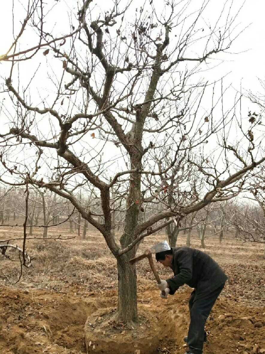 山楂图片