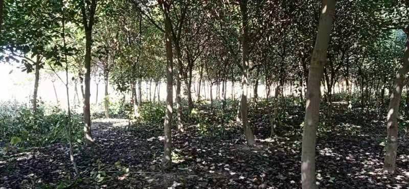 红叶石楠图片