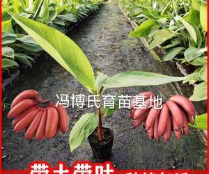 冯博氏香蕉育苗基地