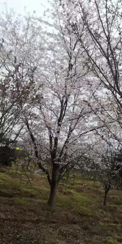 日本樱花（染井吉野樱）图片