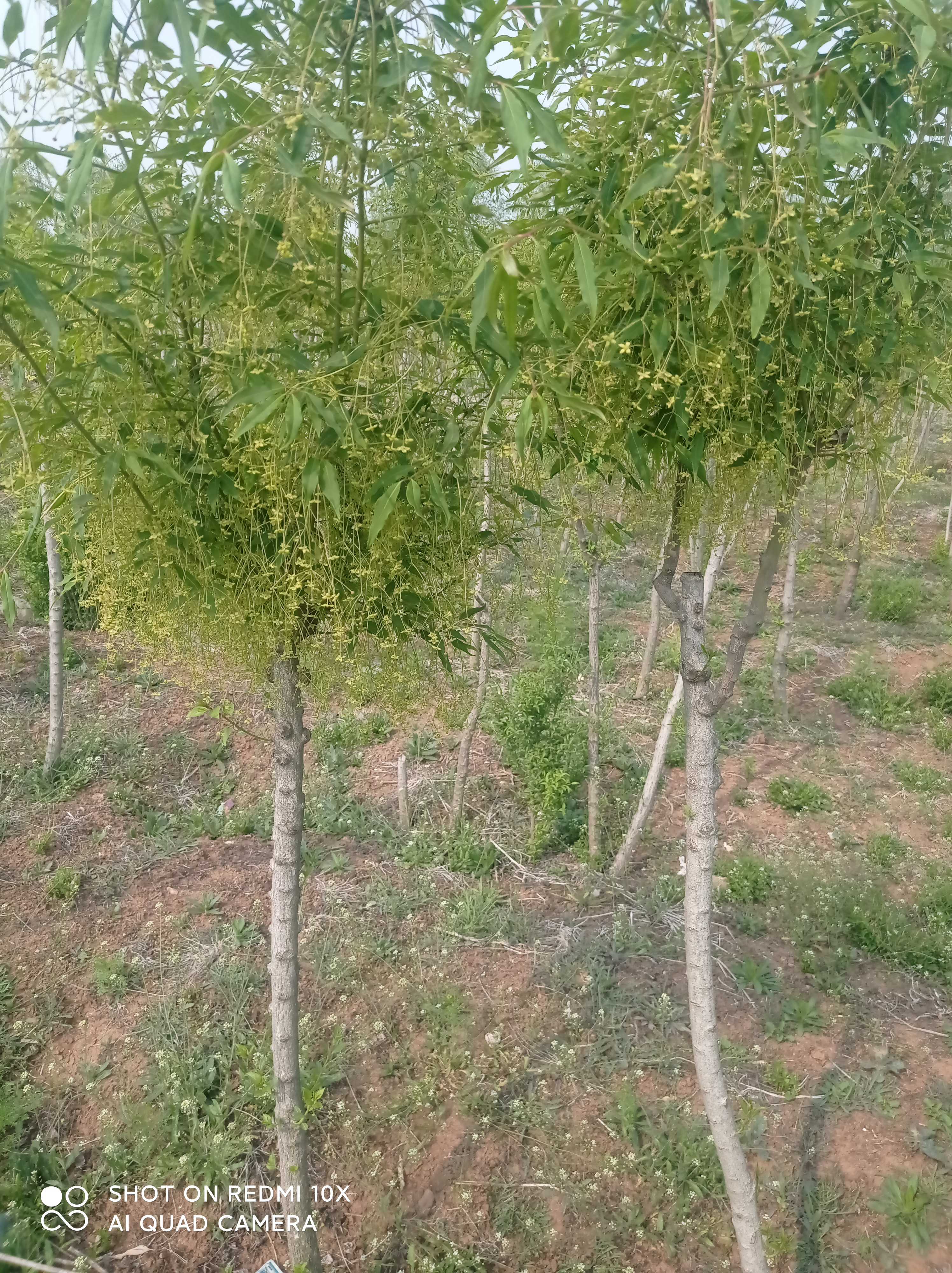 金丝吊蝴蝶图片