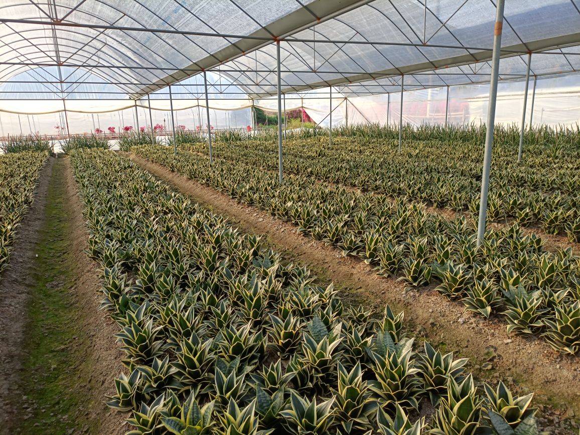福建漳州花卉基地