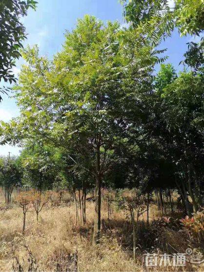 美国山核桃图片