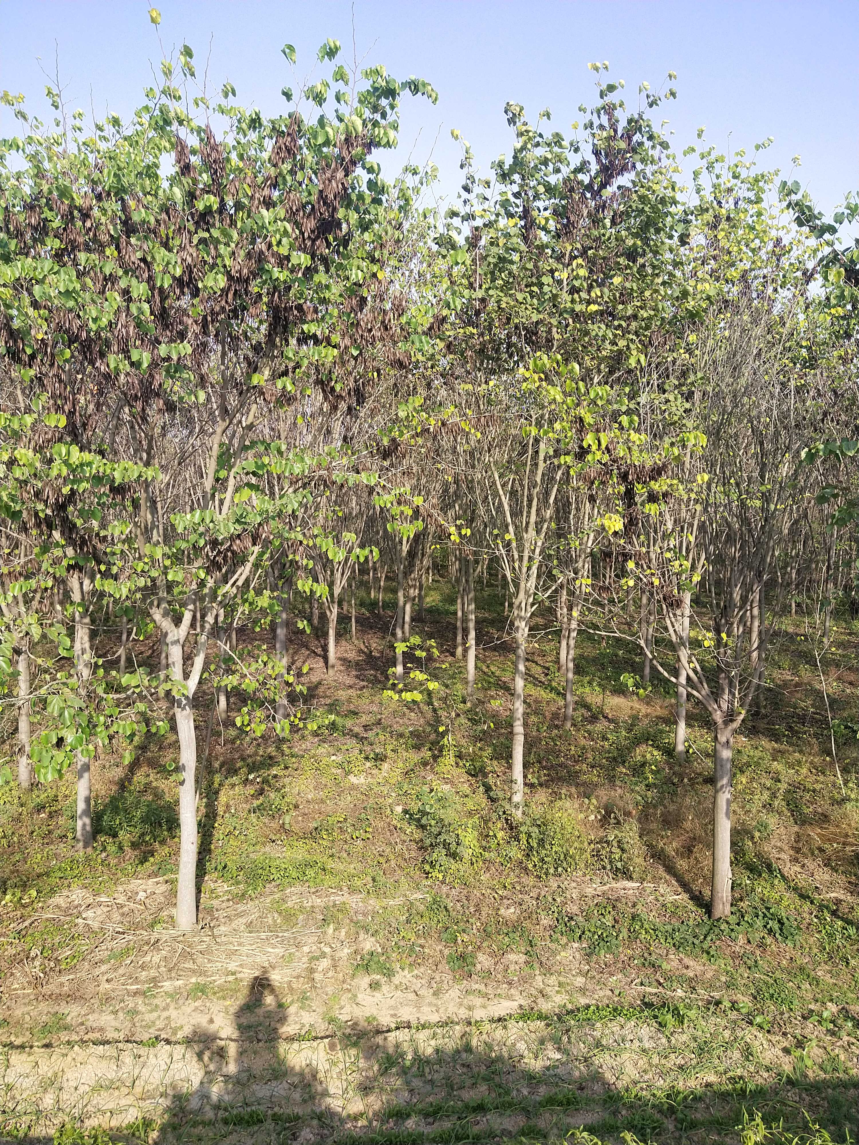 晓宁景观园林绿化工程有限责任公司图片