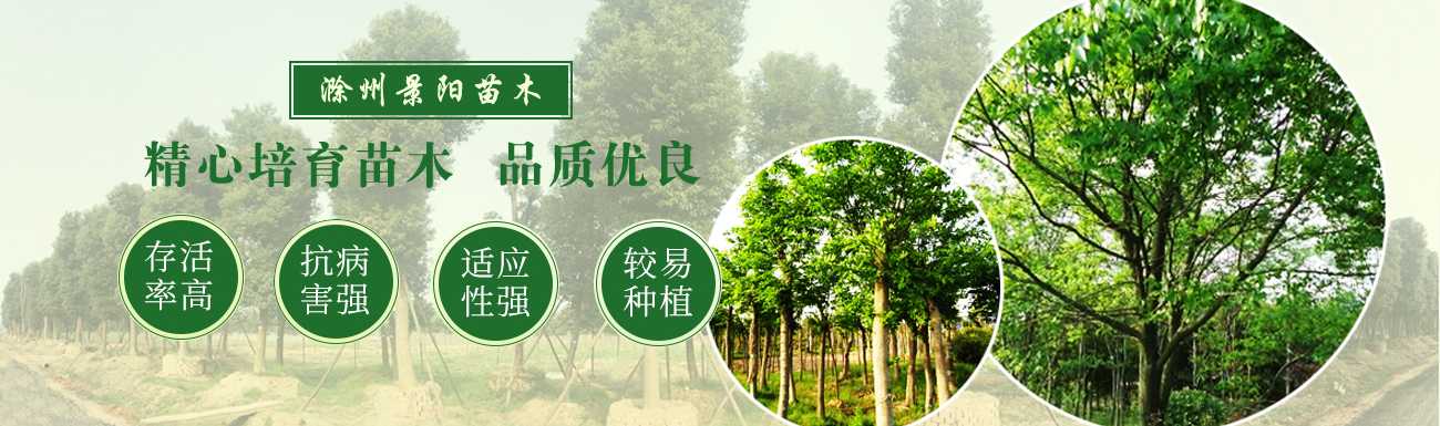 滁州景阳园林图片