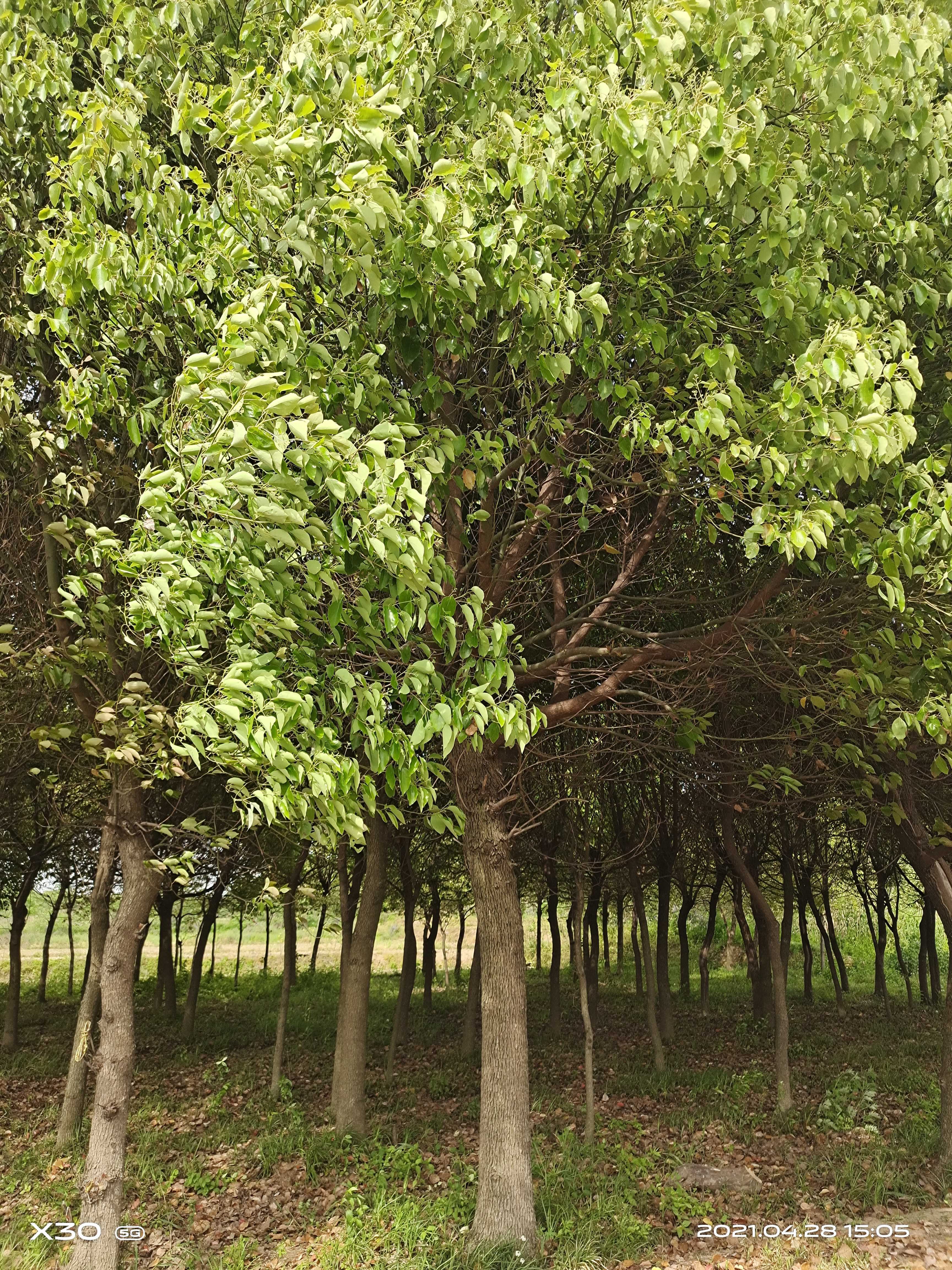 香樟图片