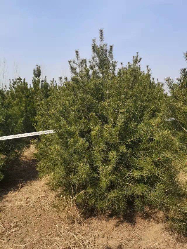 白皮松图片