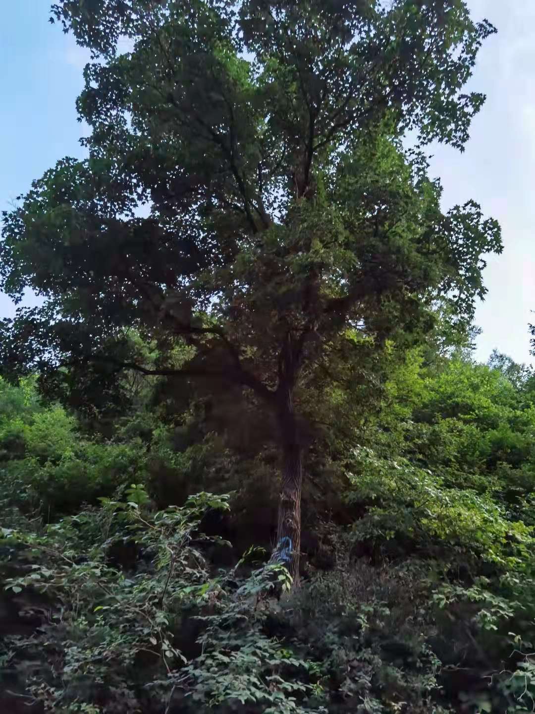 五角枫图片