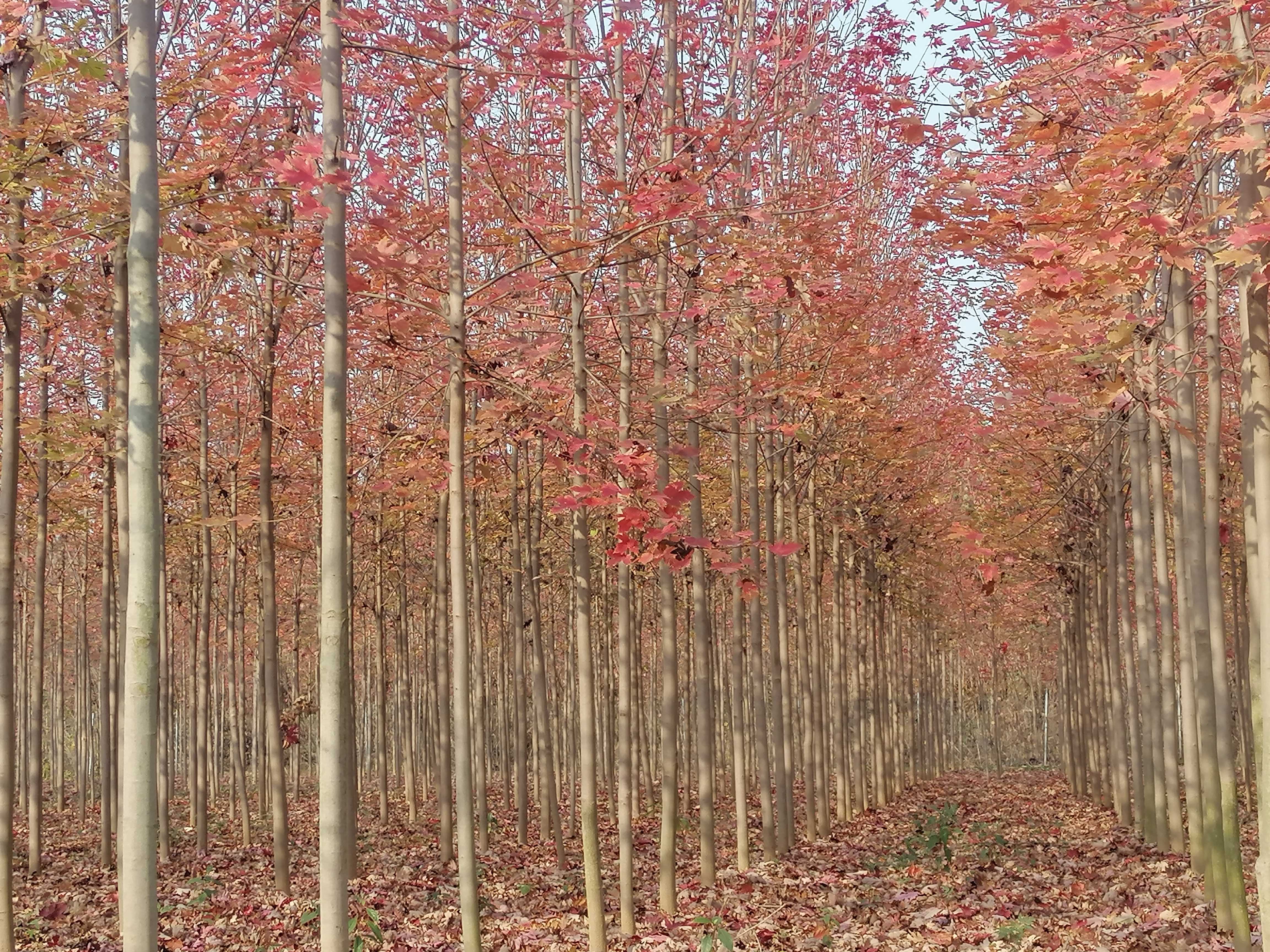 美国红枫（秋火焰）图片