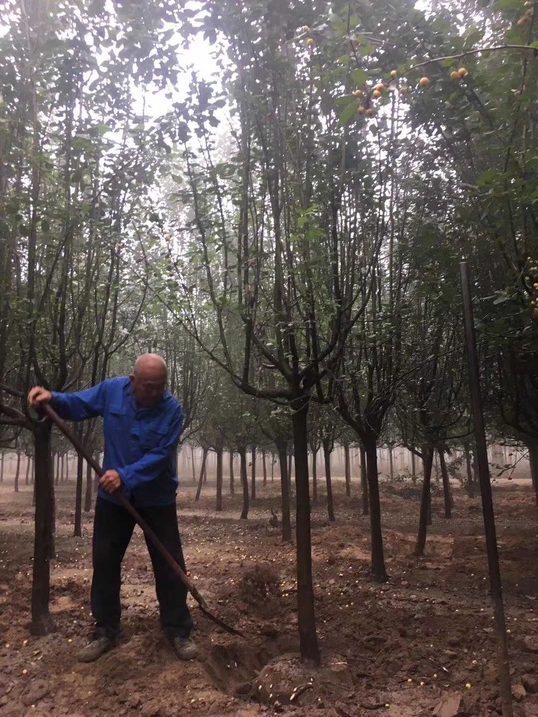 西府海棠图片