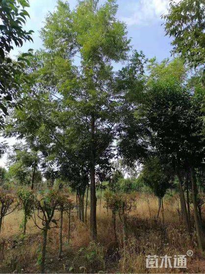 美国山核桃图片