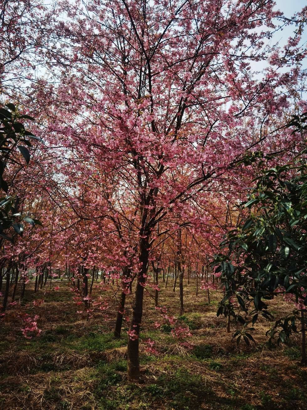 樱花图片