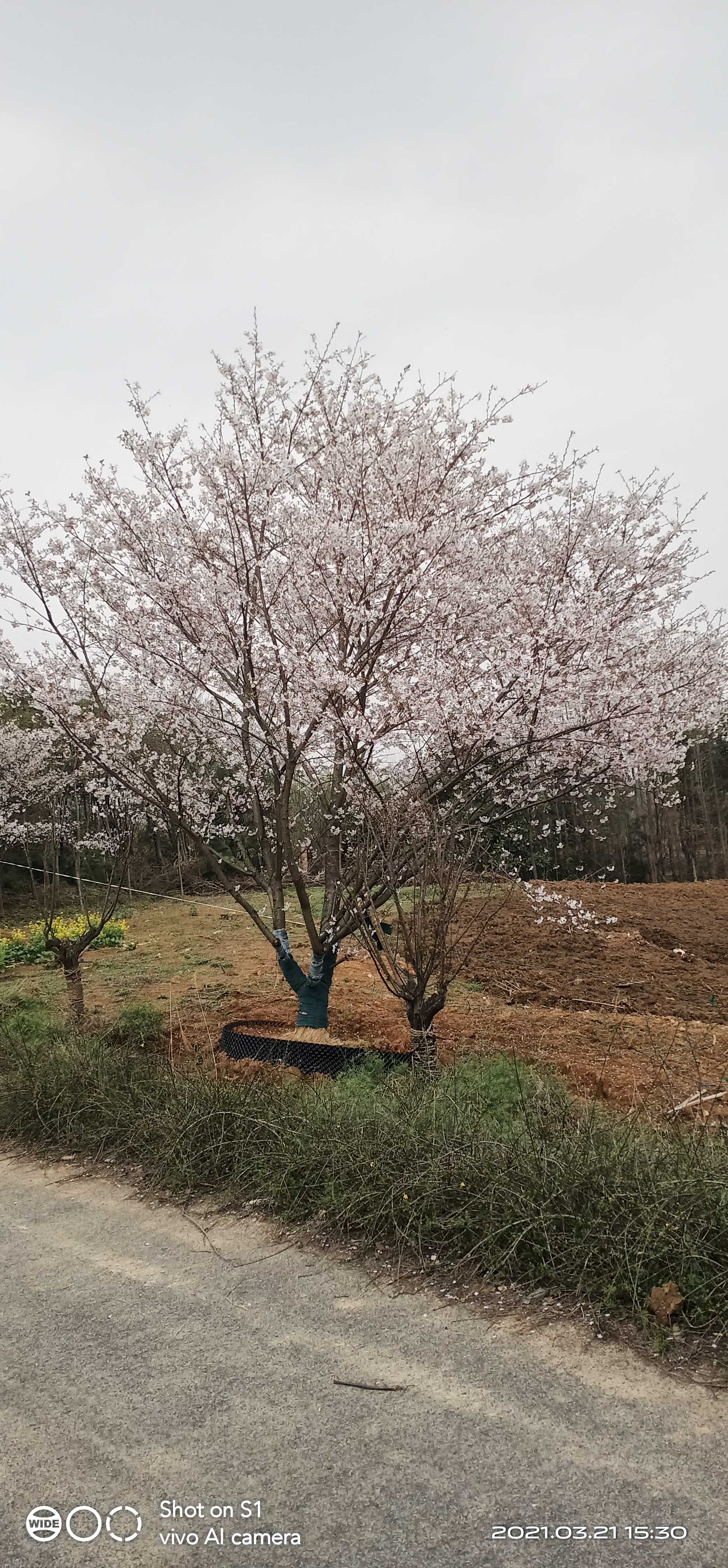 日本早樱图片