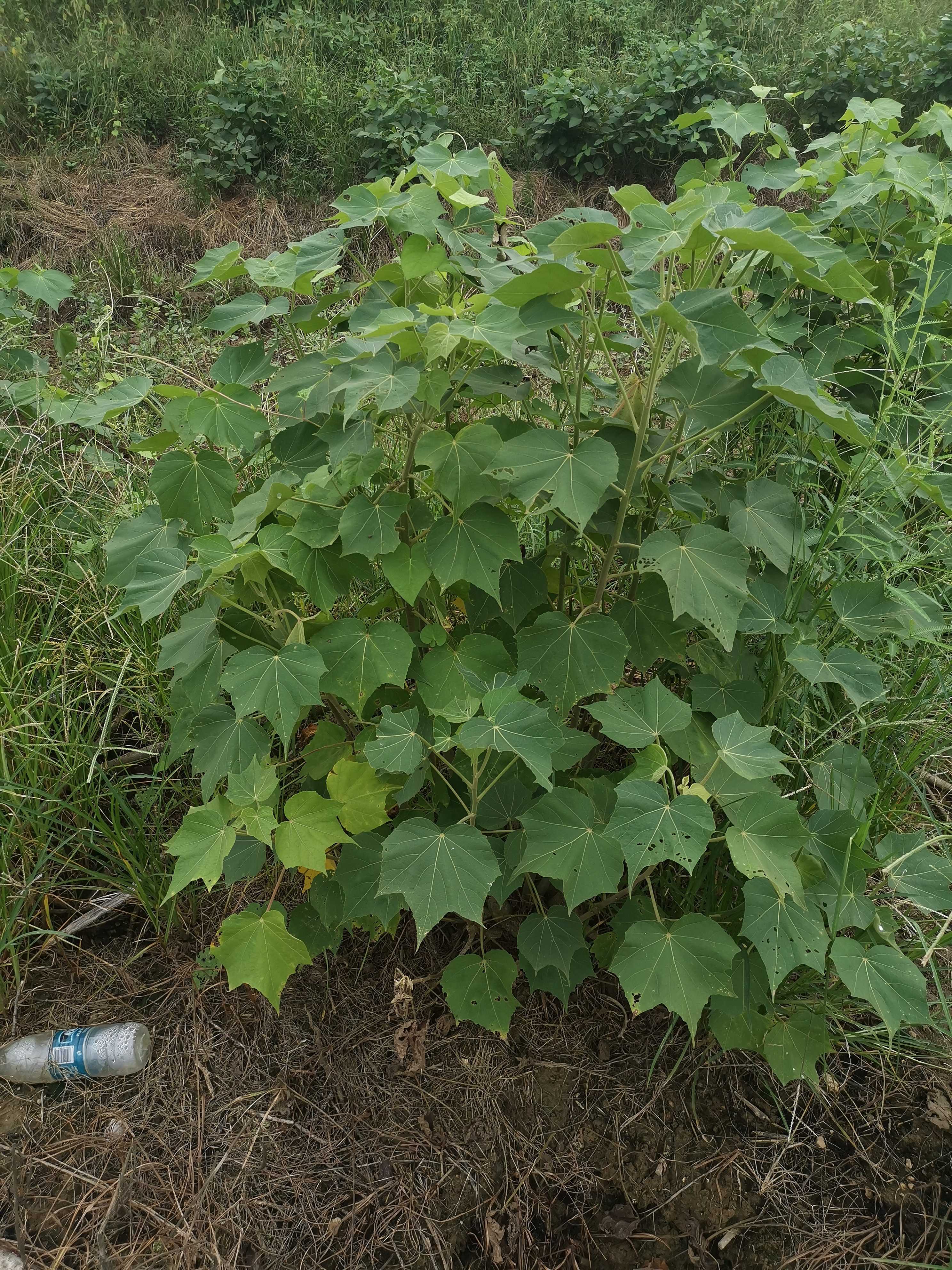 木芙蓉图片