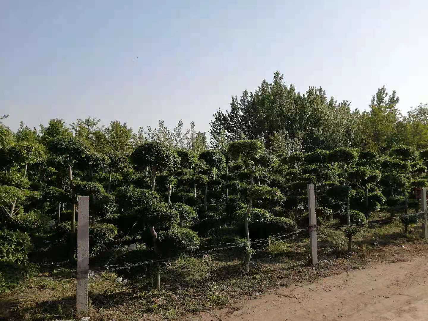 对节白蜡园图片