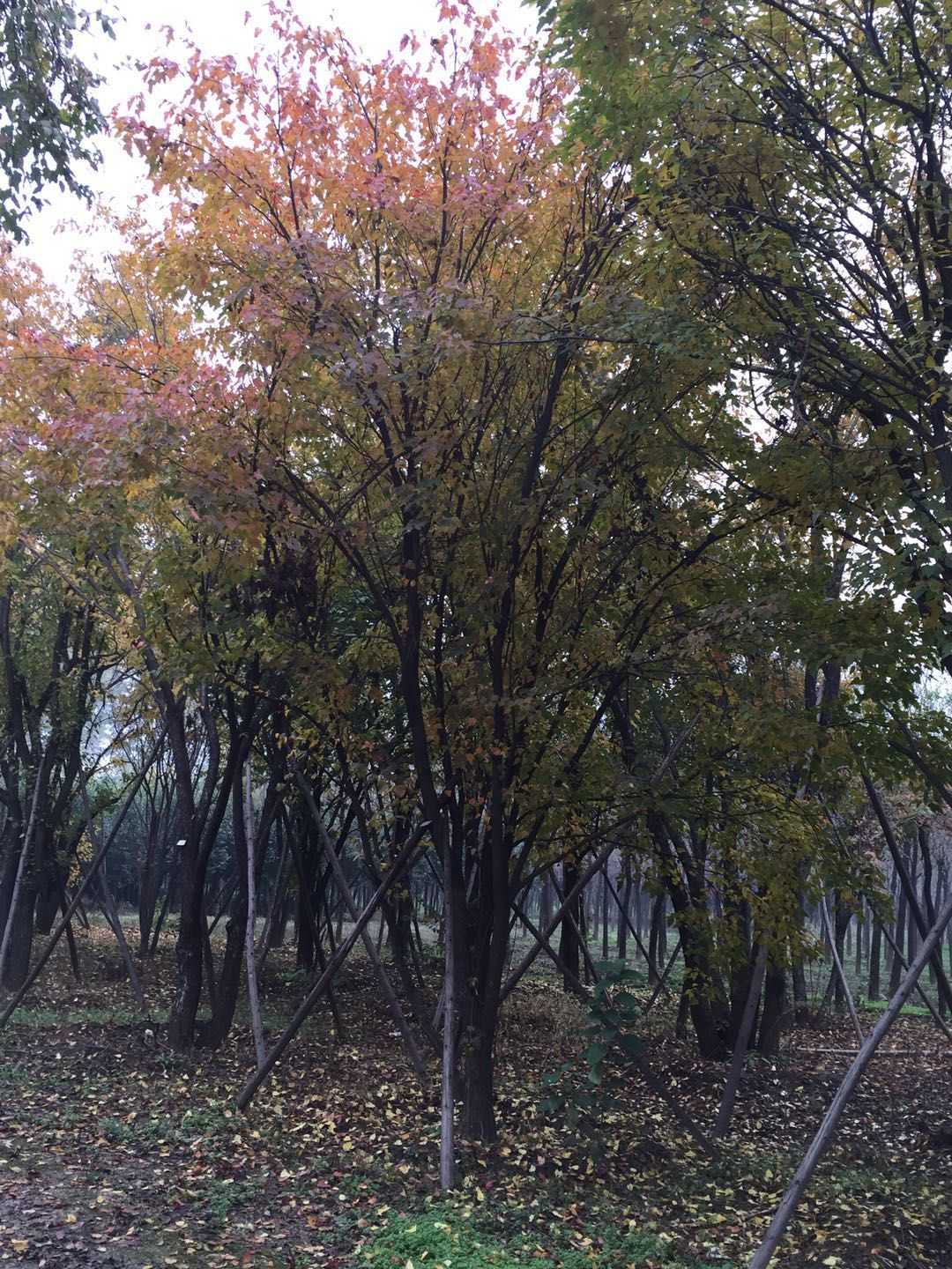 茶条槭图片