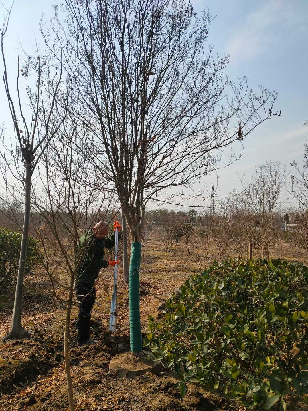 美国紫薇图片