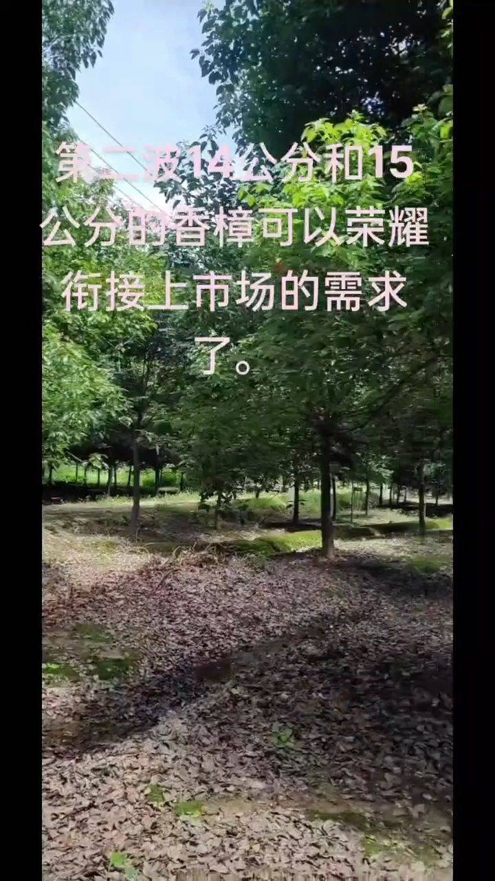 香樟图片