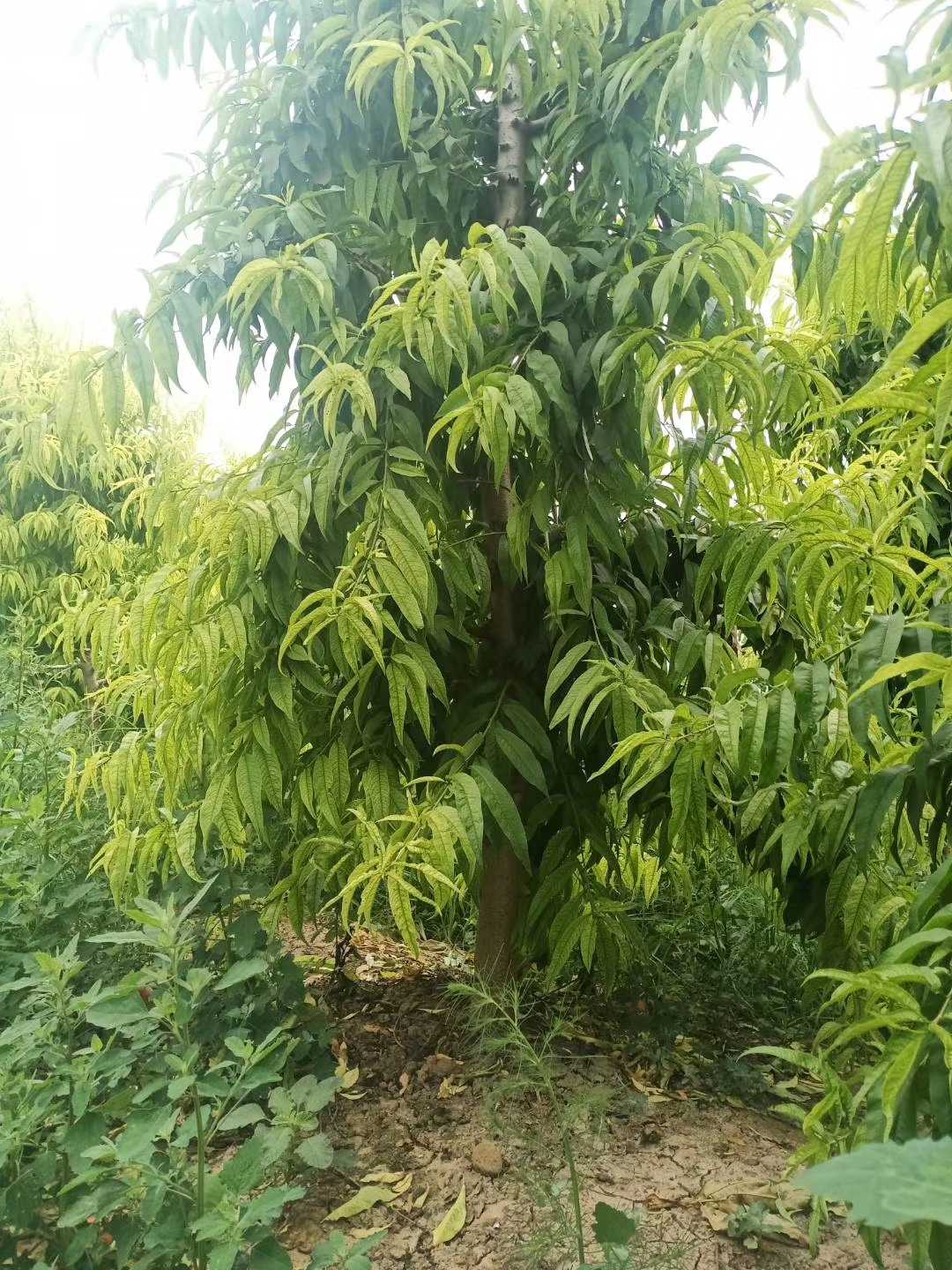 桃树图片