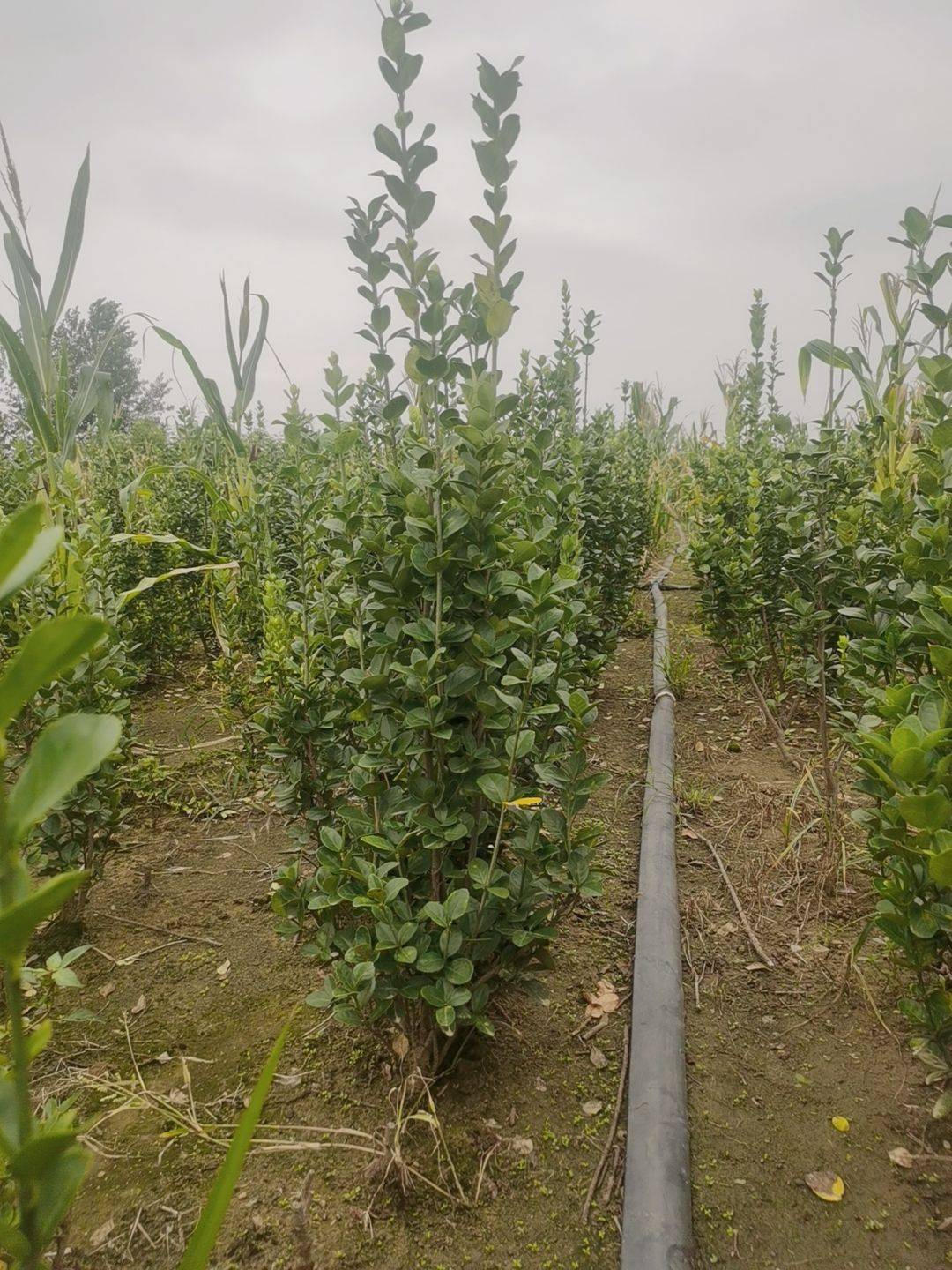 北海道黄杨图片