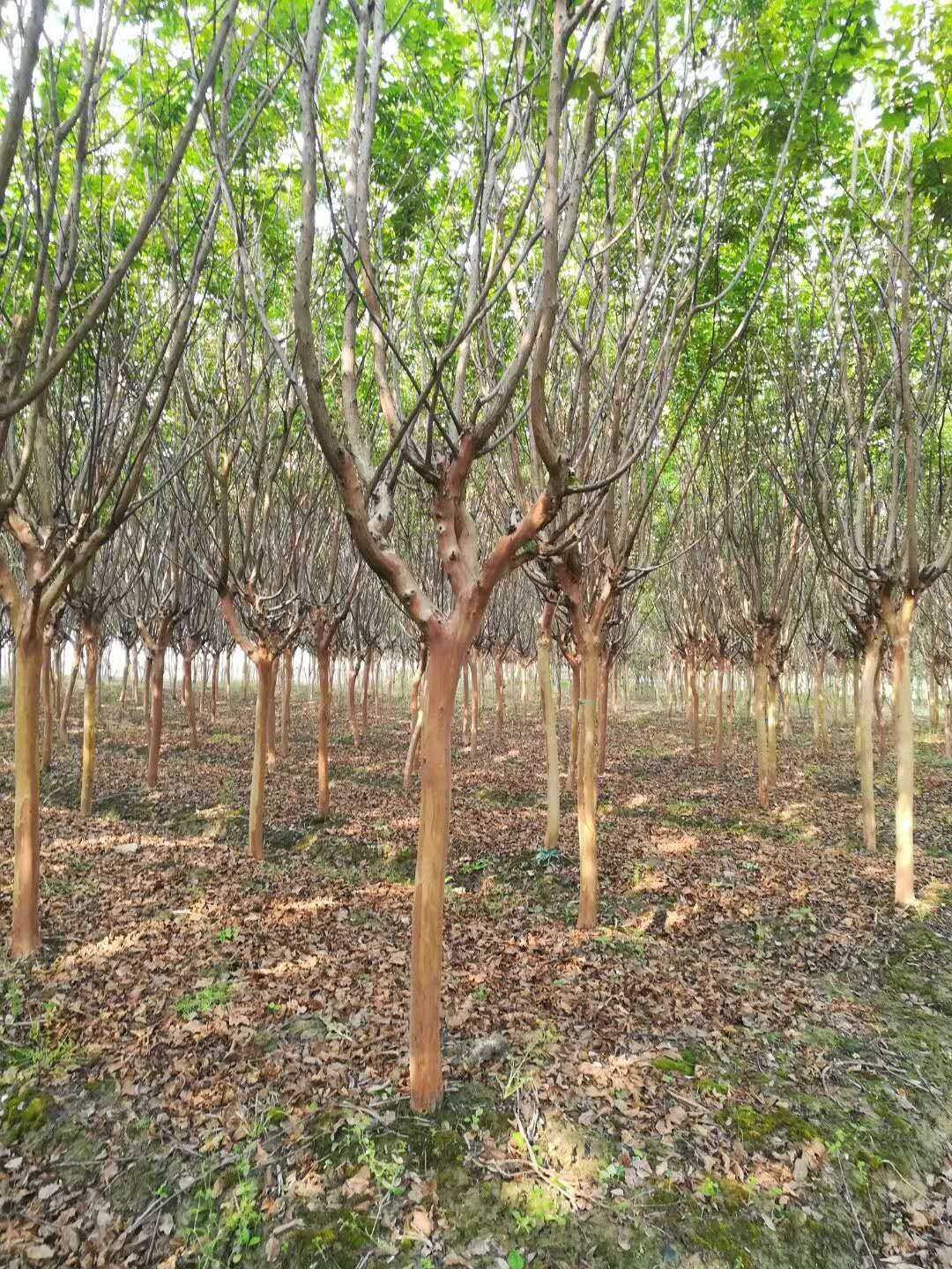 常州市沁林森树木种植合作社图片