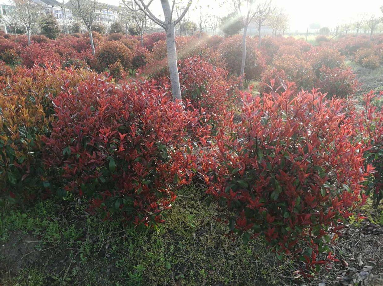 红叶石楠图片
