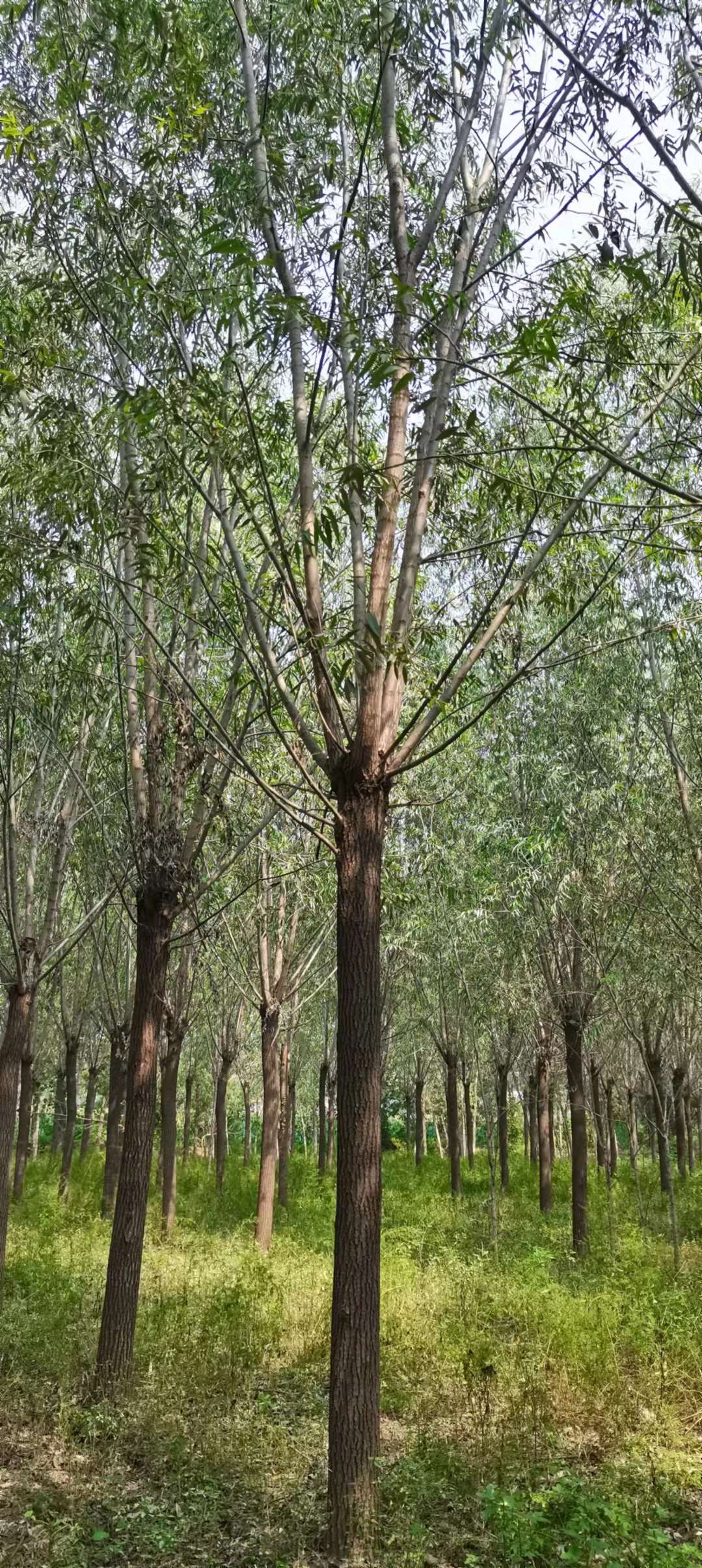 馒头柳图片