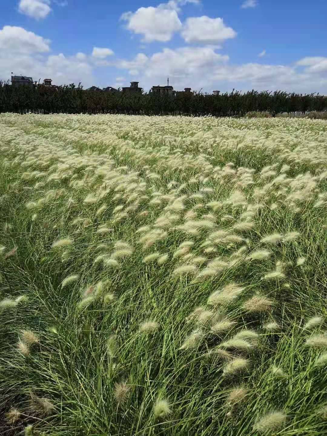 白美人狼尾草图片