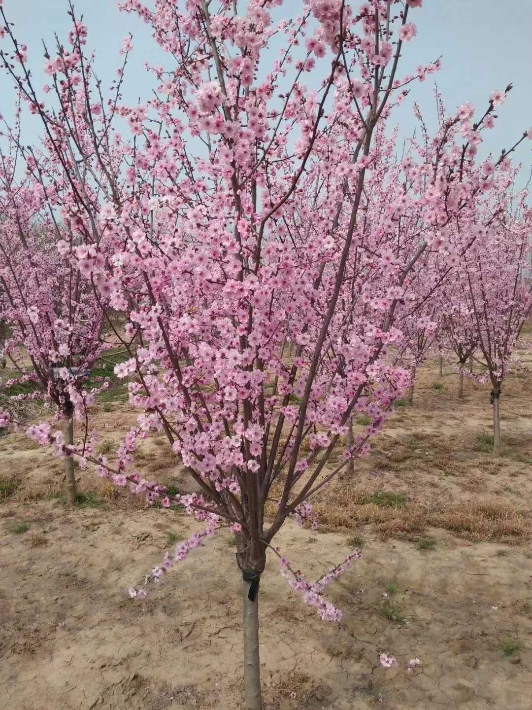 红梅图片