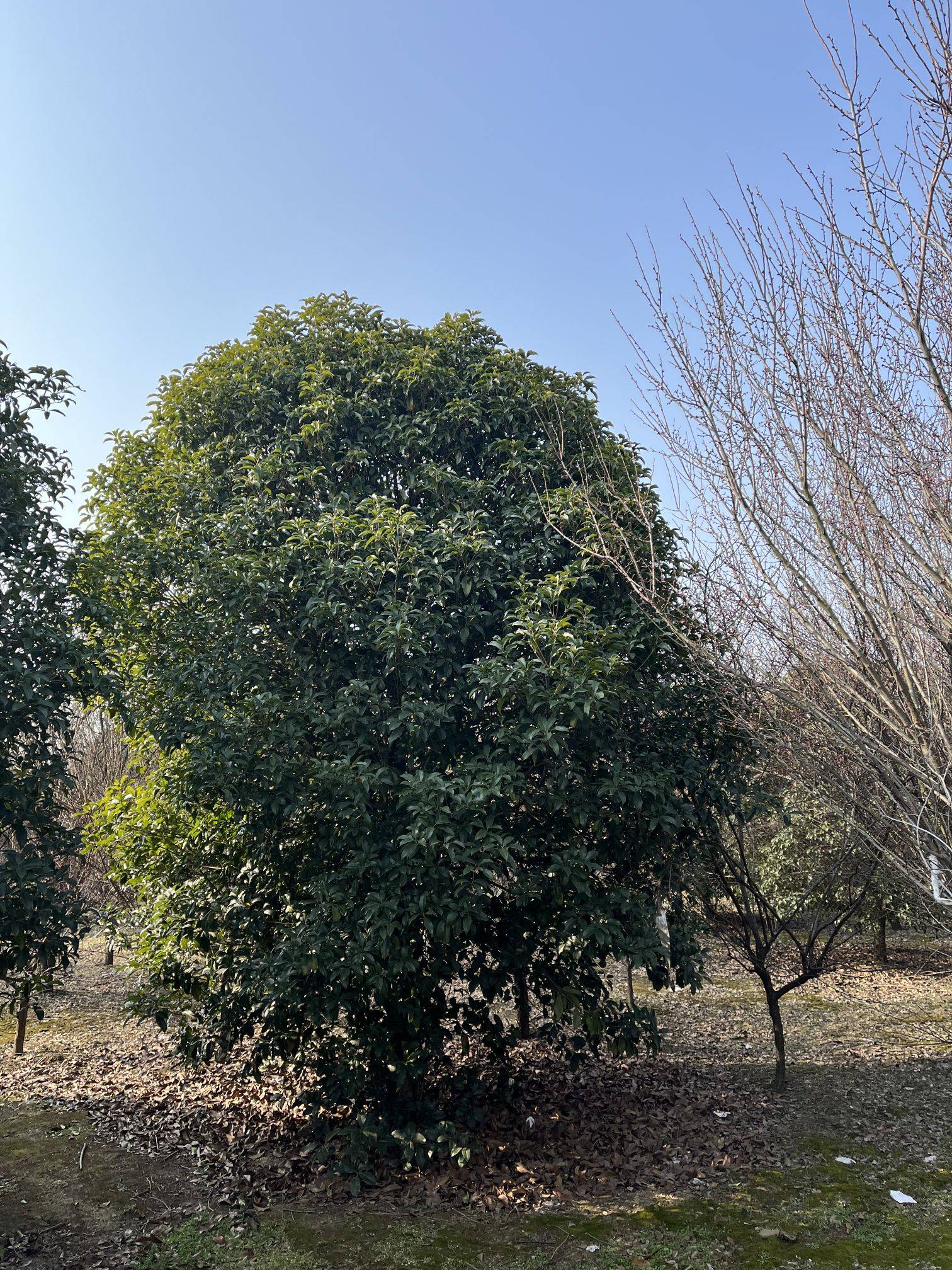 桂花图片